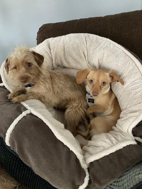Enlarge Harry - Bonded with Peanut, a Adoptable mixed breed in West Bloomfield, MI image 4/6