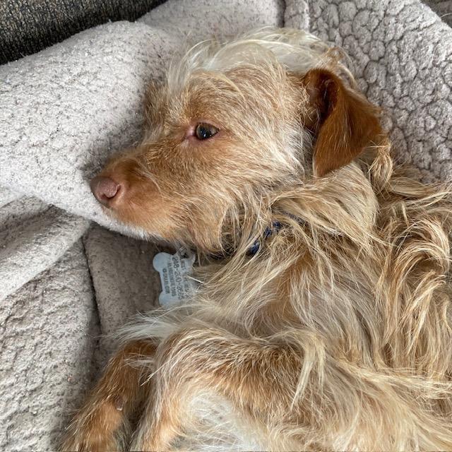 Enlarge Harry - Bonded with Peanut, a Adoptable mixed breed in West Bloomfield, MI image 5/6