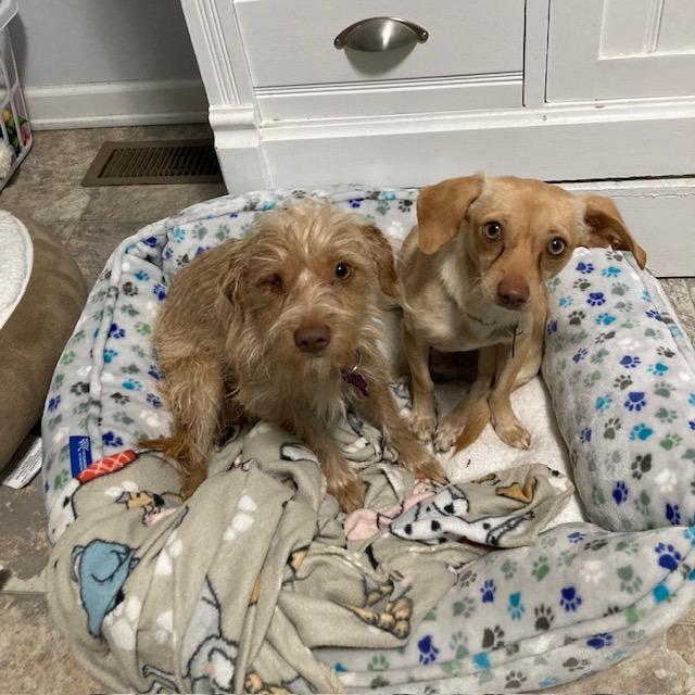 Enlarge Harry - Bonded with Peanut, a Adoptable mixed breed in West Bloomfield, MI image 6/6