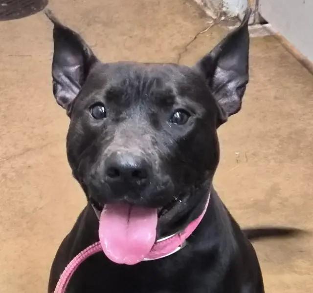 Karma, Adoptable, Young Female Dutch Shepherd.