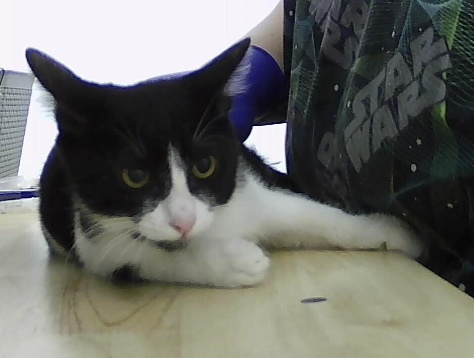 Enlarge Callum, a Adoptable Domestic Short Hair in Anoka, MN image 1/1