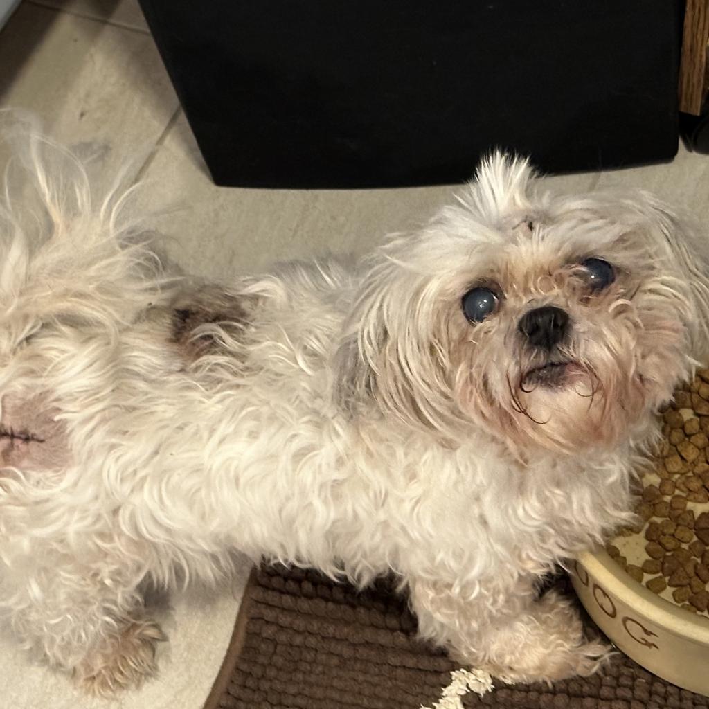 Willie, Adoptable, Senior Male Maltese.