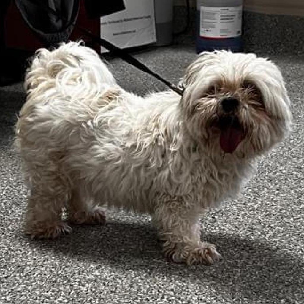 Enlarge Willie, a Adoptable Maltese in Houston, TX image 2/5