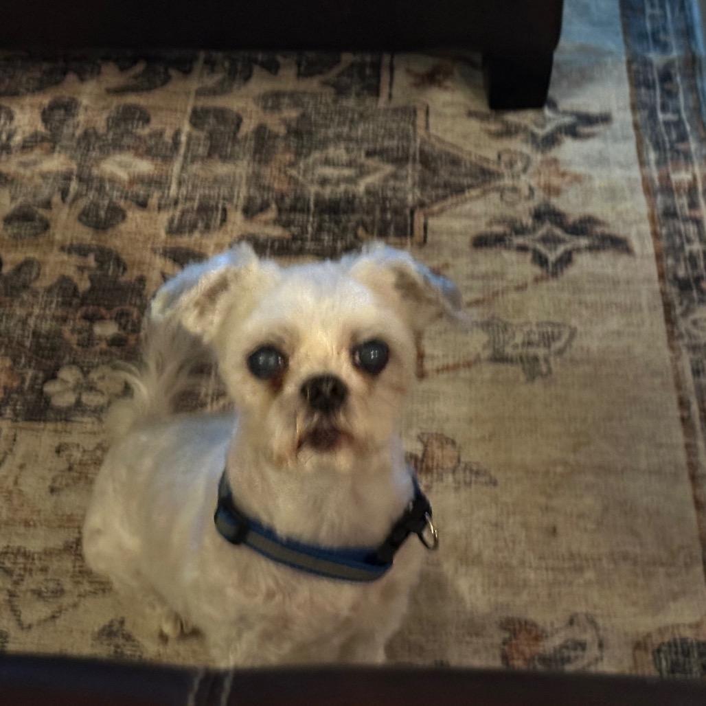 Enlarge Willie, a Adoptable Maltese in Houston, TX image 3/5