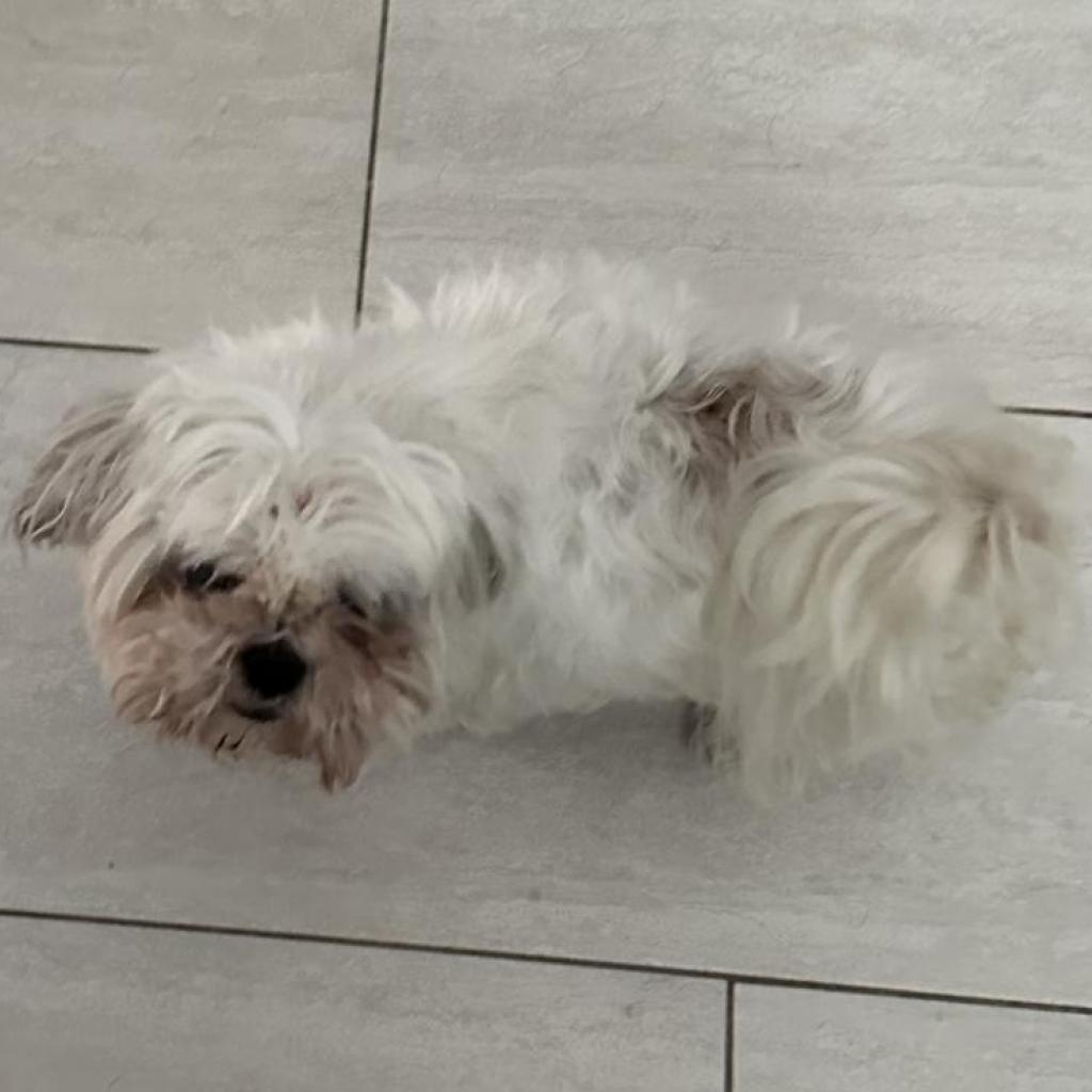 Enlarge Willie, a Adoptable Maltese in Houston, TX image 4/5