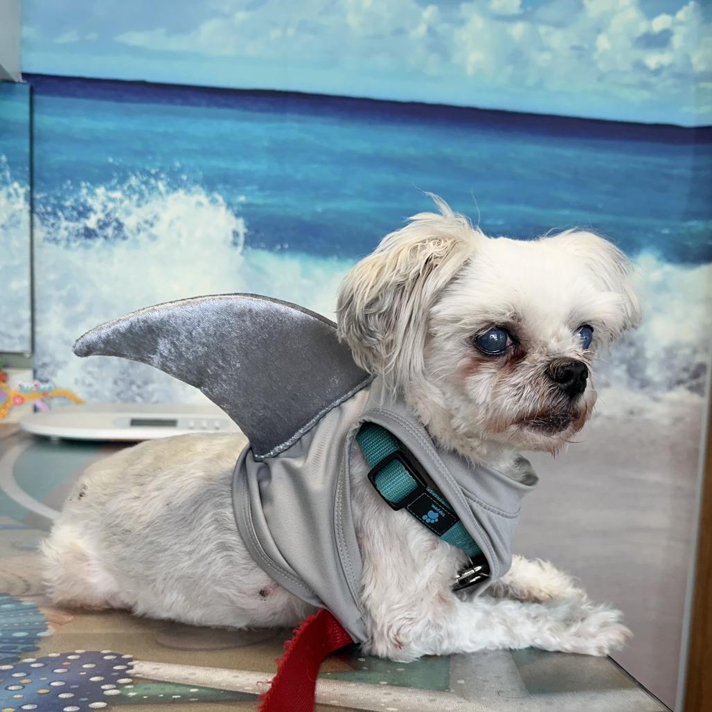 Enlarge Willie, a Adoptable Maltese in Houston, TX image 5/6