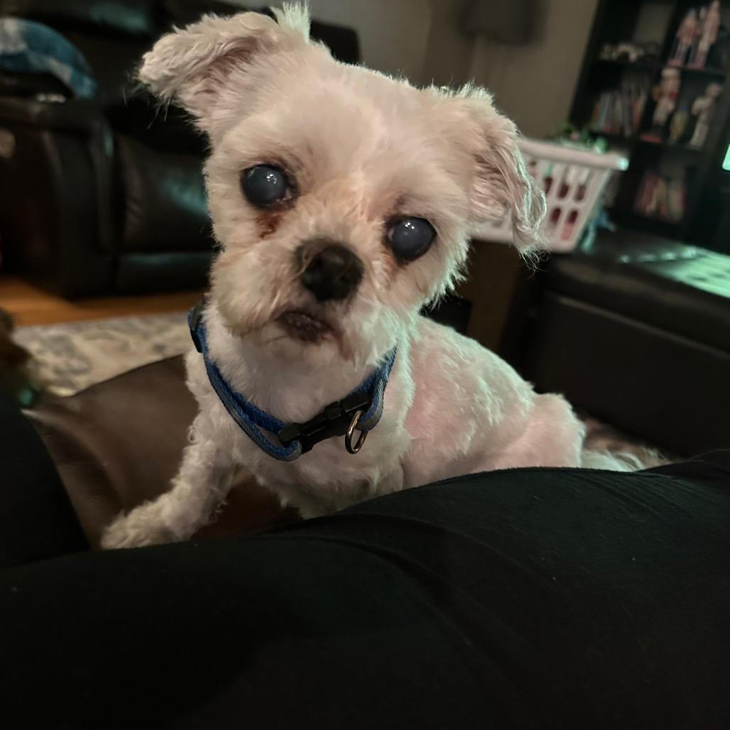 Willie — thumbnail 5