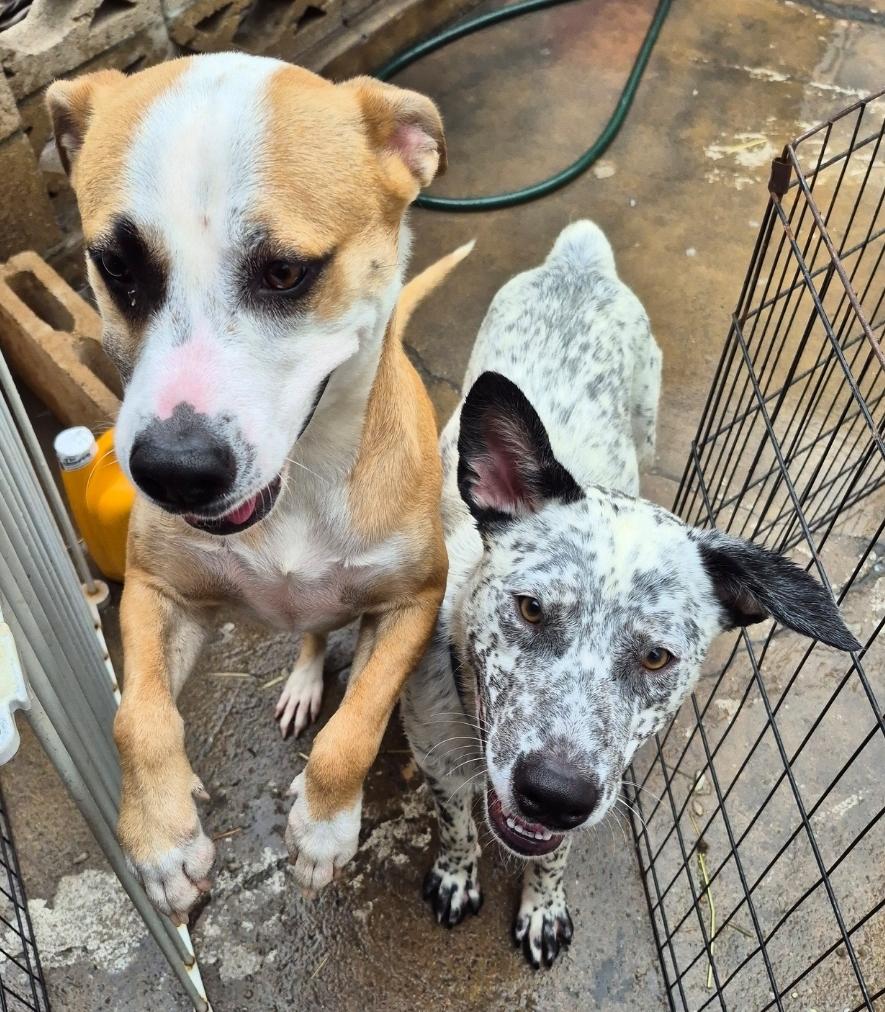 Annie playing with Ace!