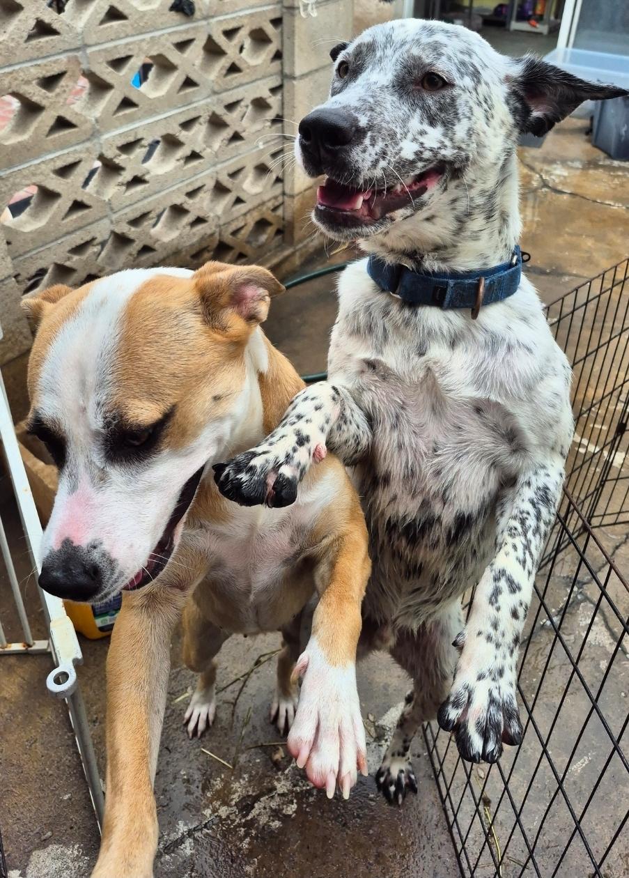 Annie playing with Ace!