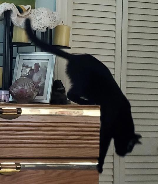 Catlin, a ADOPTABLE Domestic Short Hair in Easley, SC image 2/3