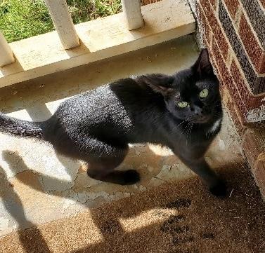 Catlin, ADOPTABLE, Adult Female Domestic Short Hair.