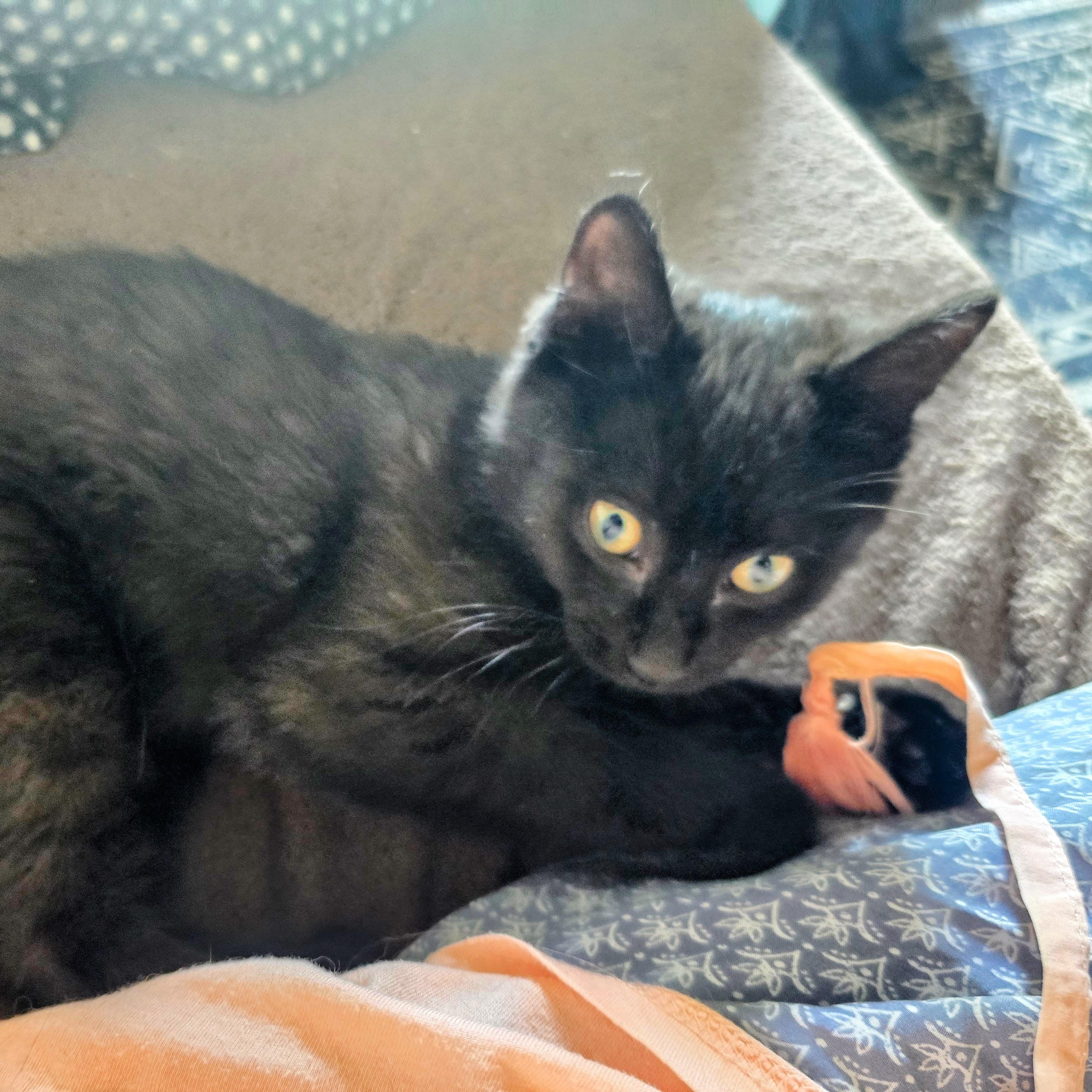SASSY, a Adoptable Domestic Medium Hair in Lake City, MN image 5/5