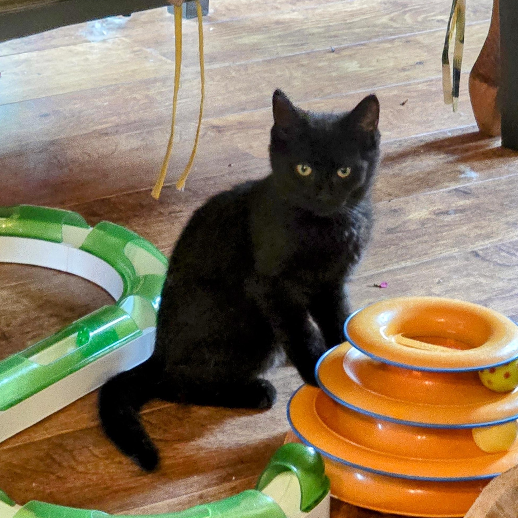 SASSY, a Adoptable Domestic Medium Hair in Lake City, MN image 2/5
