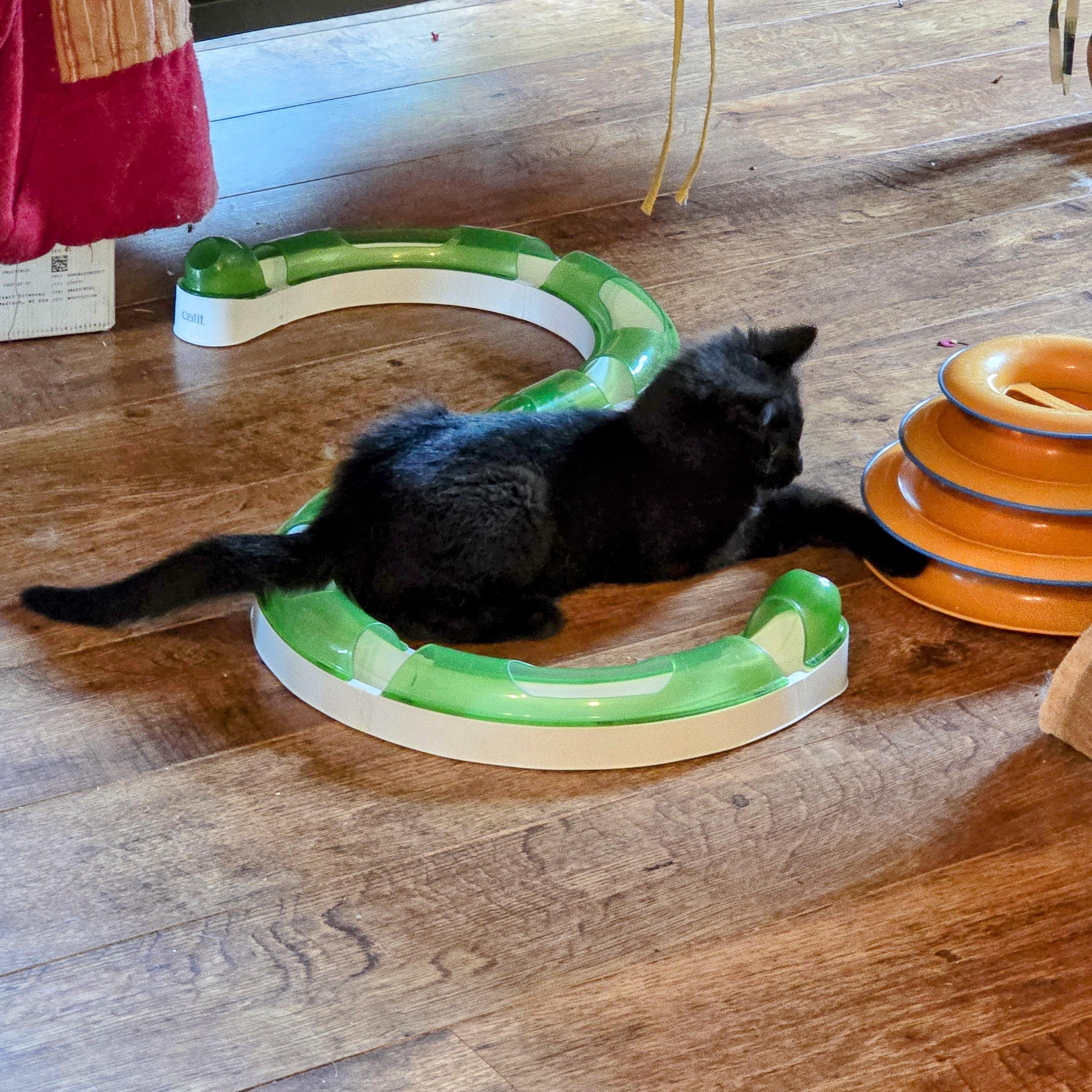 SASSY, a Adoptable Domestic Medium Hair in Lake City, MN image 3/5