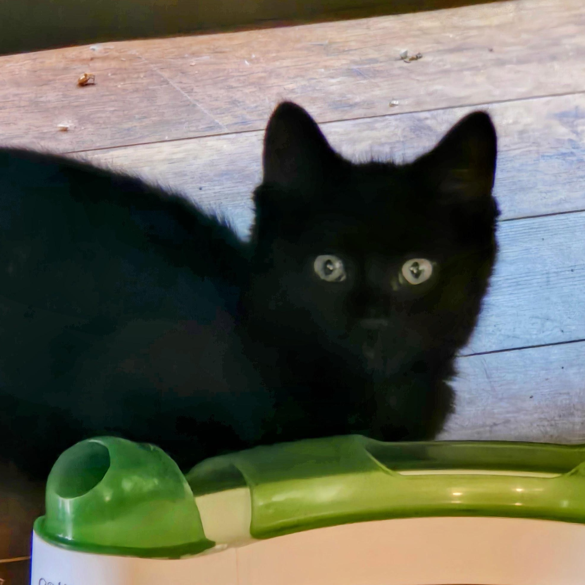 SASSY, a Adoptable Domestic Medium Hair in Lake City, MN image 1/5