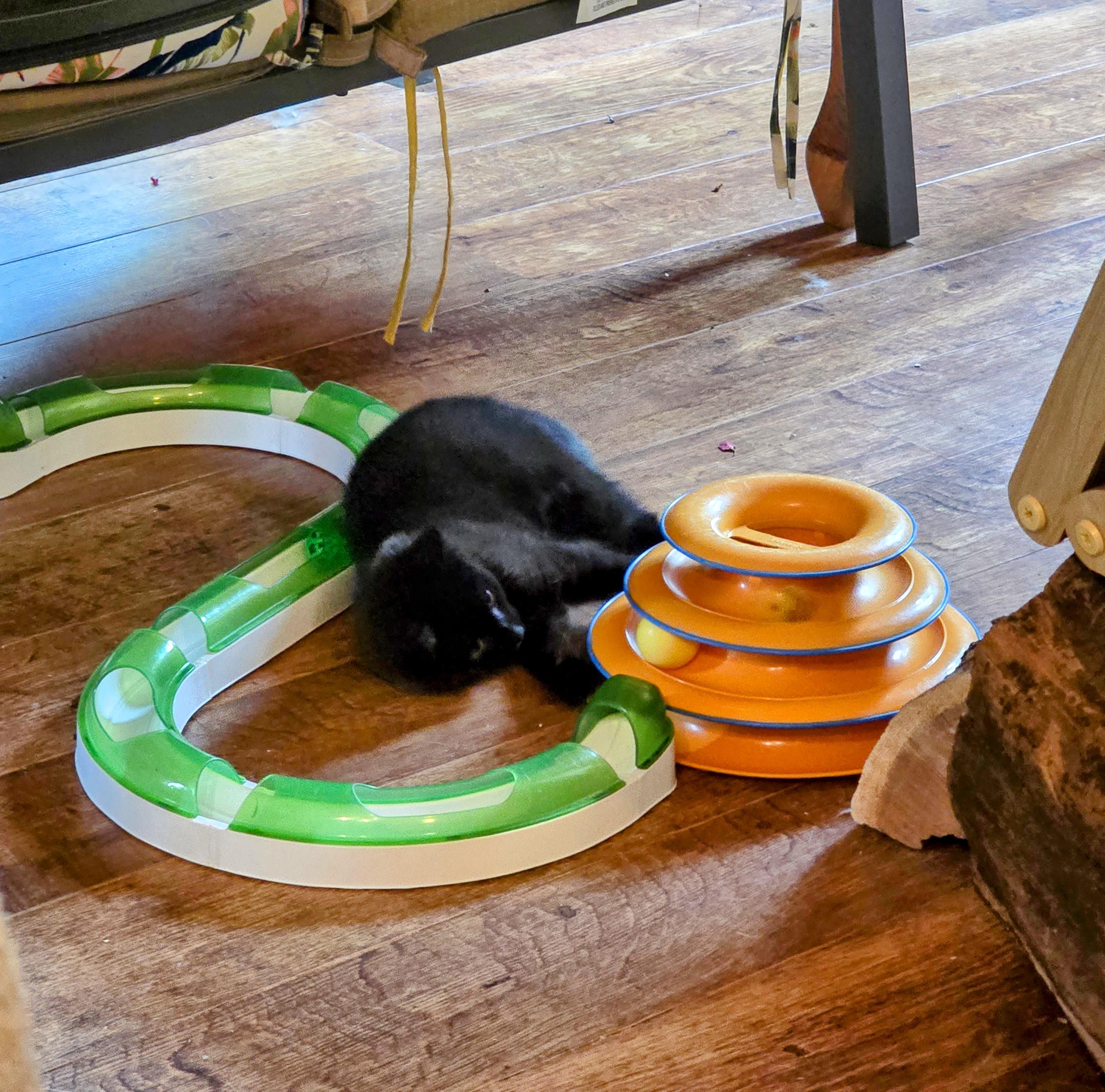 SASSY, a Adoptable Domestic Medium Hair in Lake City, MN image 4/5