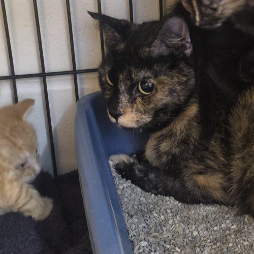 Gemini, Adoptable, Young Female Domestic Short Hair.
