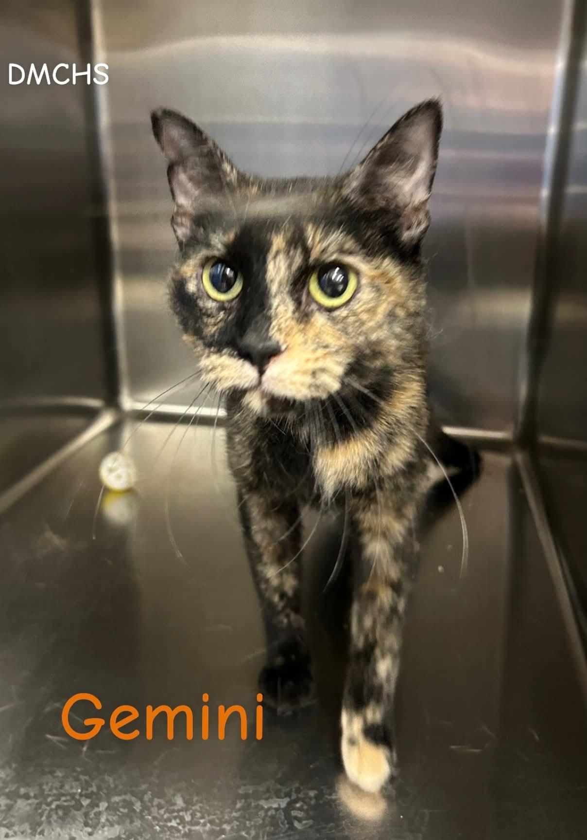 Gemini, a Adoptable Domestic Short Hair in Burlington, IA image 2/2
