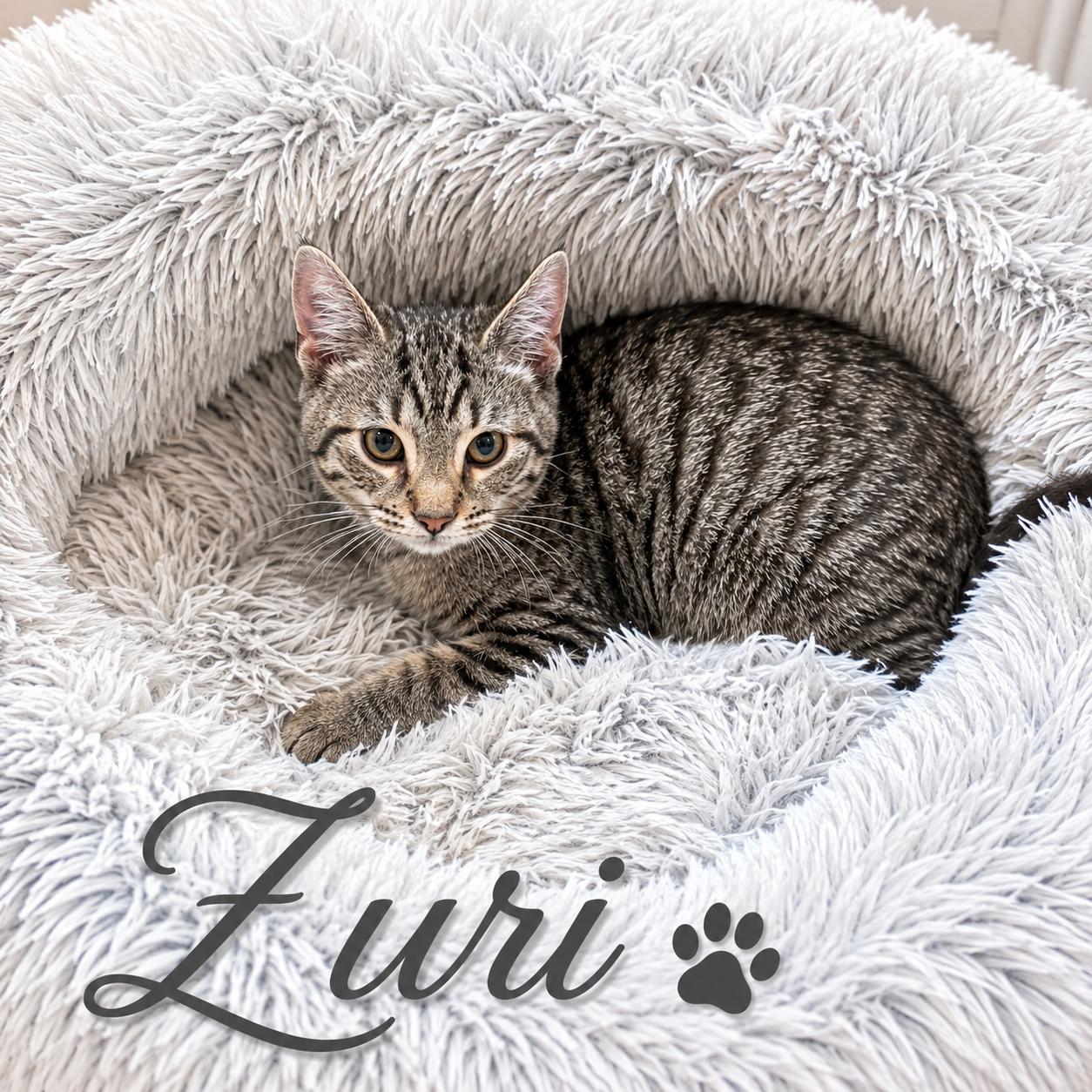 Zuri, Adoptable, Kitten Male Domestic Short Hair.