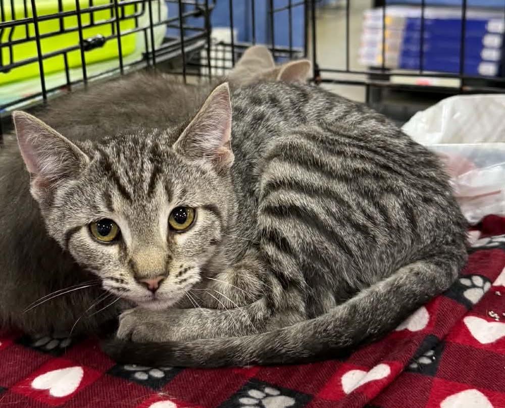Enlarge Zuri, a Adoptable Domestic Short Hair in Newport, KY image 2/2