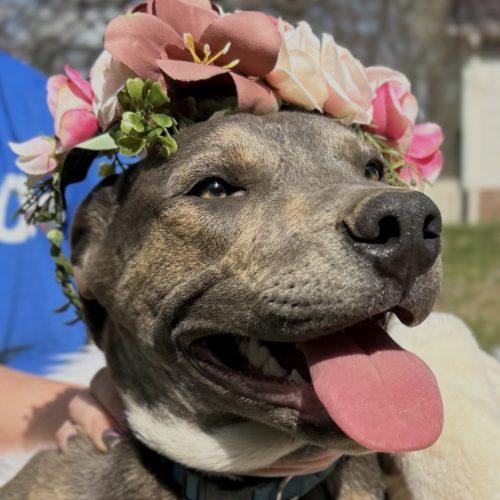 Enlarge Piper, a Adoptable mixed breed in Georgetown, KY image 1/6