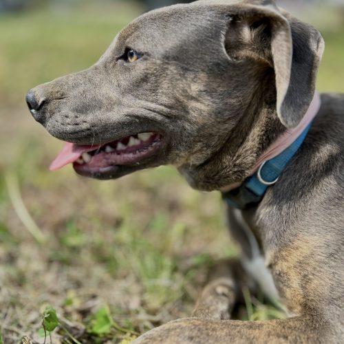 Enlarge Piper, a Adoptable mixed breed in Georgetown, KY image 2/6