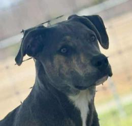Enlarge Piper, a Adoptable mixed breed in Georgetown, KY image 2/3