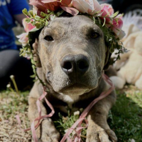 Enlarge Piper, a Adoptable mixed breed in Georgetown, KY image 3/6