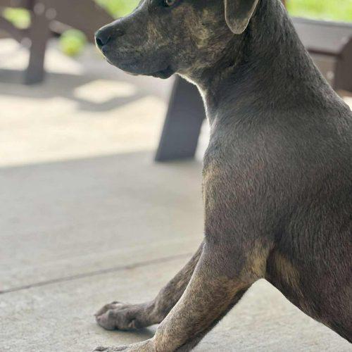 Enlarge Piper, a Adoptable mixed breed in Georgetown, KY image 3/3