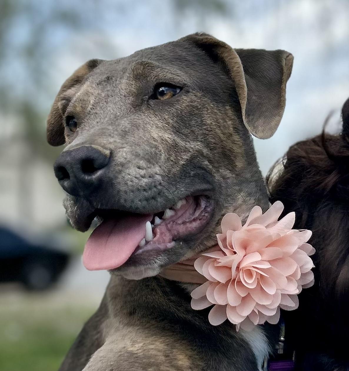 Enlarge Piper, a Adoptable mixed breed in Georgetown, KY image 4/6