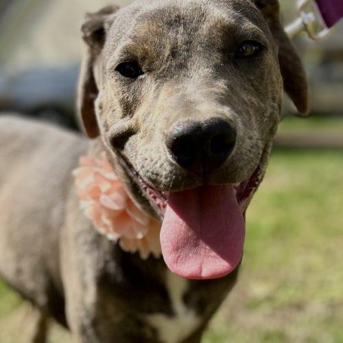 Enlarge Piper, a Adoptable mixed breed in Georgetown, KY image 5/6