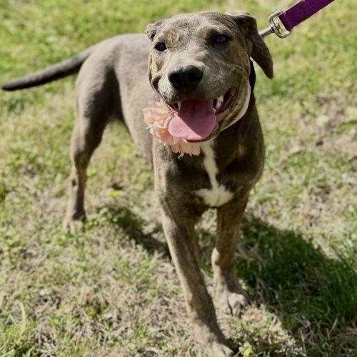Enlarge Piper, a Adoptable mixed breed in Georgetown, KY image 6/6