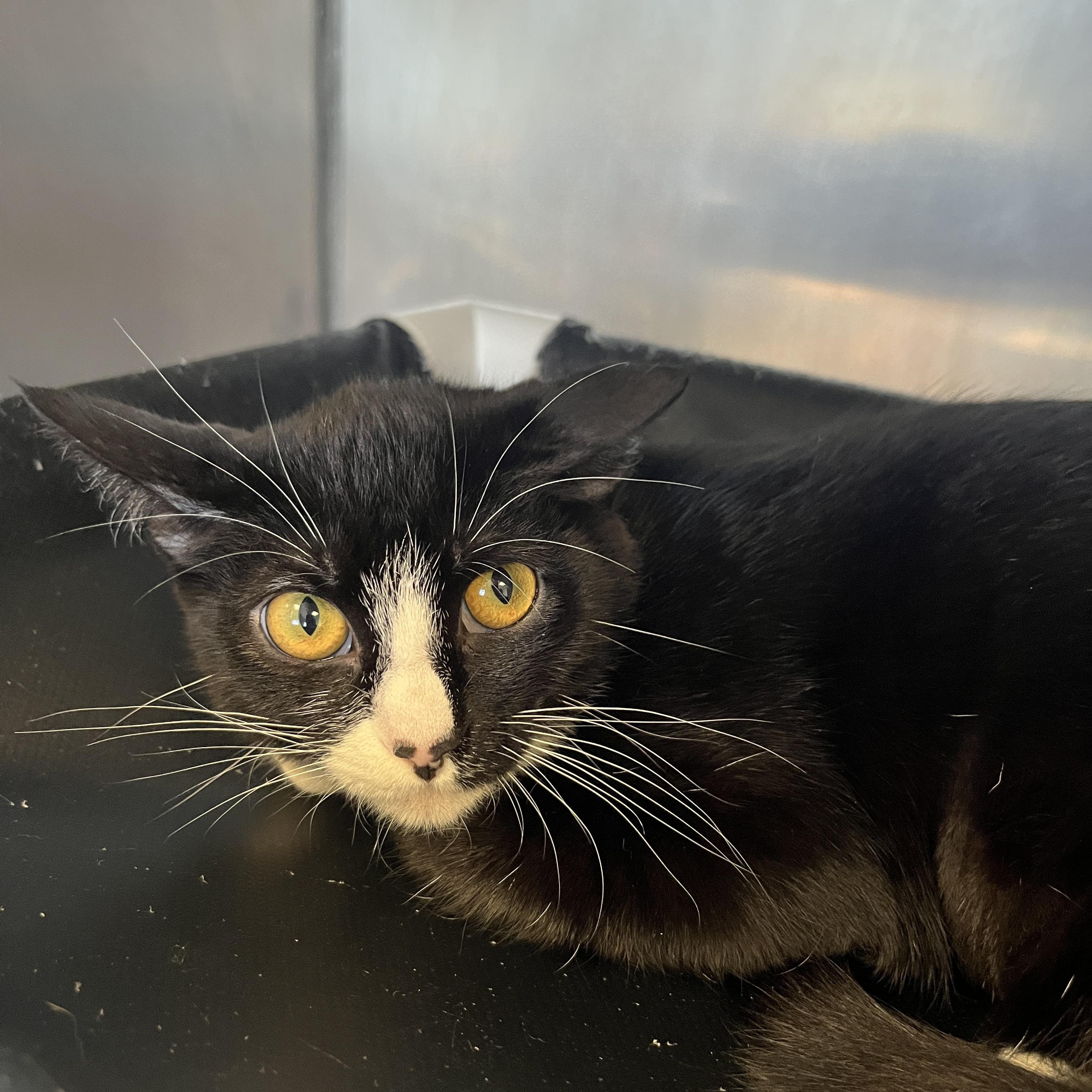 Wednesday A061179, Adoptable, Young Female Domestic Short Hair.