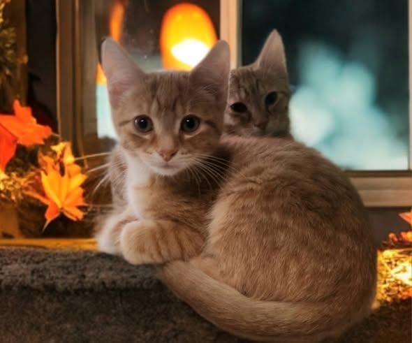 Enlarge Freddy Catger, a Adoptable Domestic Short Hair in Merrillville, IN image 3/5