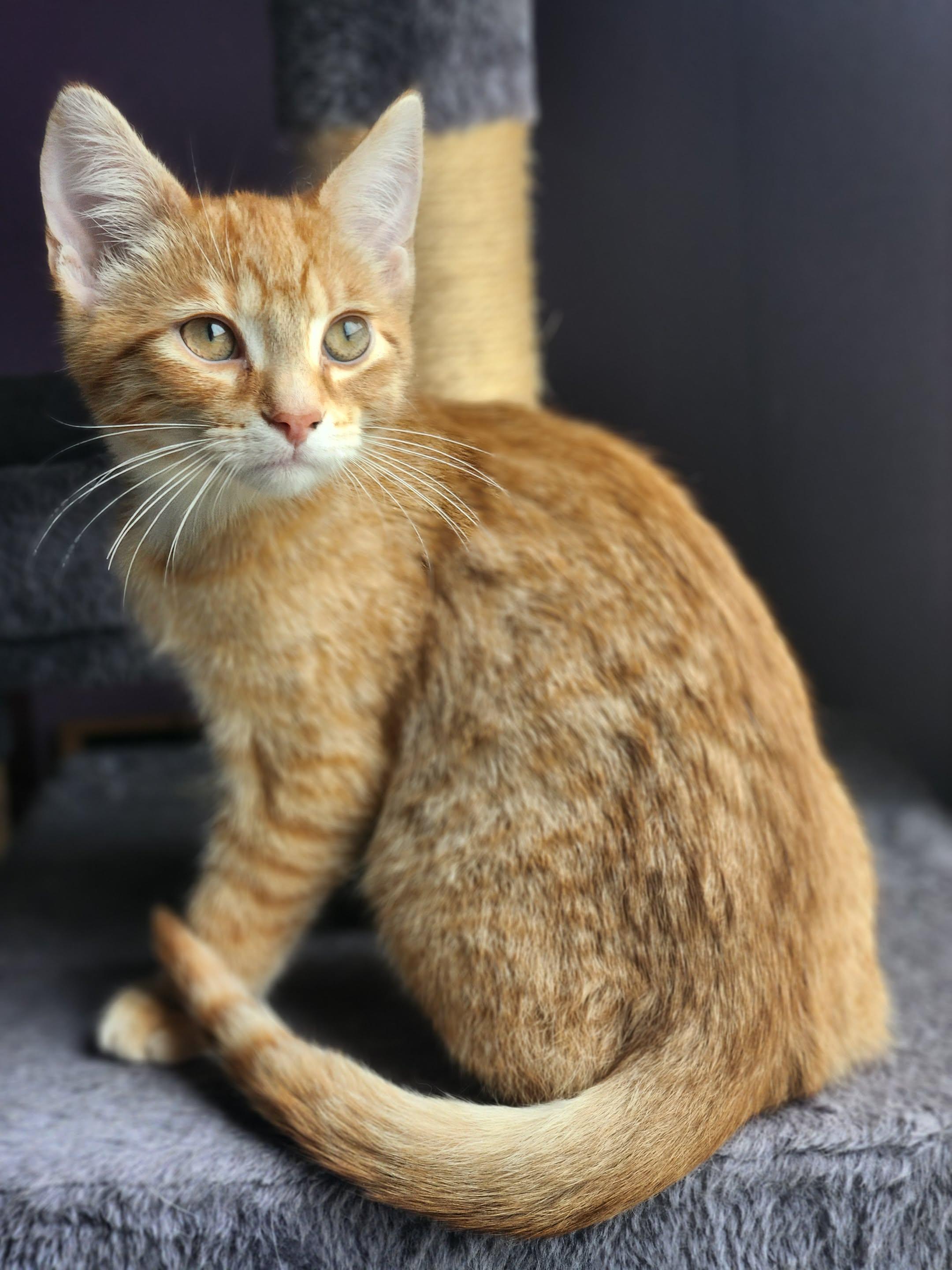 Freddy Catger, Adoptable, Young Male Domestic Short Hair.