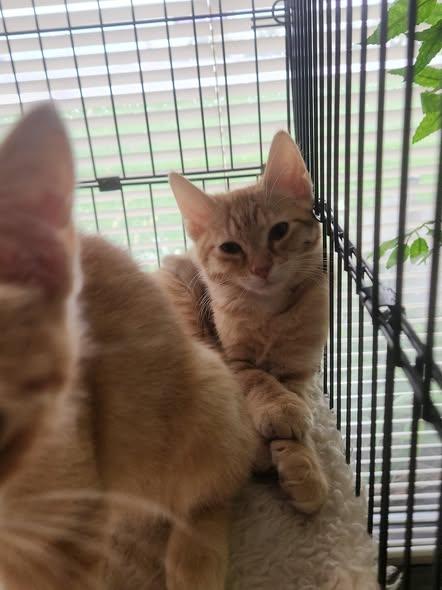 Enlarge Freddy Catger, a Adoptable Domestic Short Hair in Merrillville, IN image 5/5