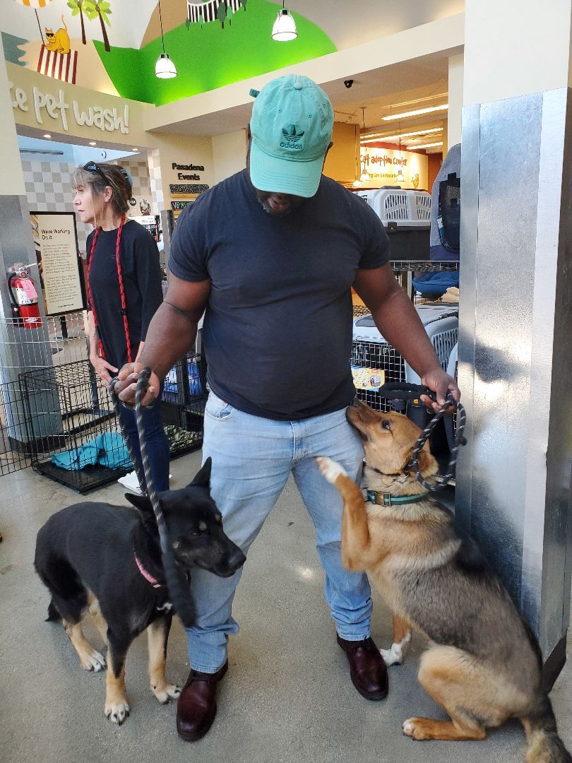 Enlarge My Fair Lady German Shepherd , a Adoptable German Shepherd Dog in Manhattan Beach, CA image 1/6