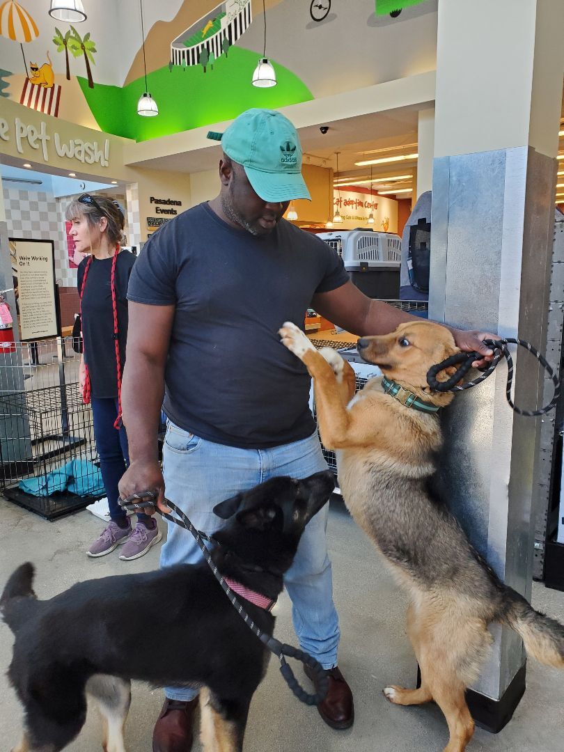 Enlarge My Fair Lady German Shepherd , a Adoptable German Shepherd Dog in Manhattan Beach, CA image 2/6