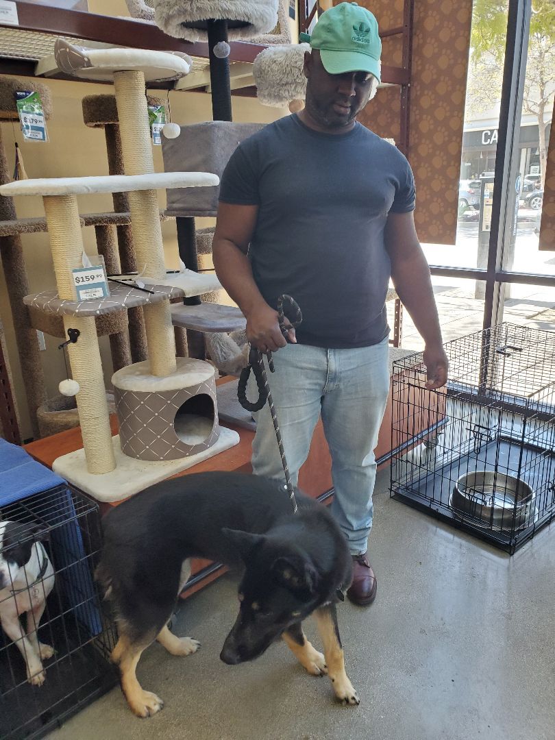 Enlarge My Fair Lady German Shepherd , a Adoptable German Shepherd Dog in Manhattan Beach, CA image 3/6