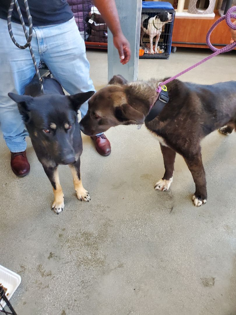 Enlarge My Fair Lady German Shepherd , a Adoptable German Shepherd Dog in Manhattan Beach, CA image 4/6