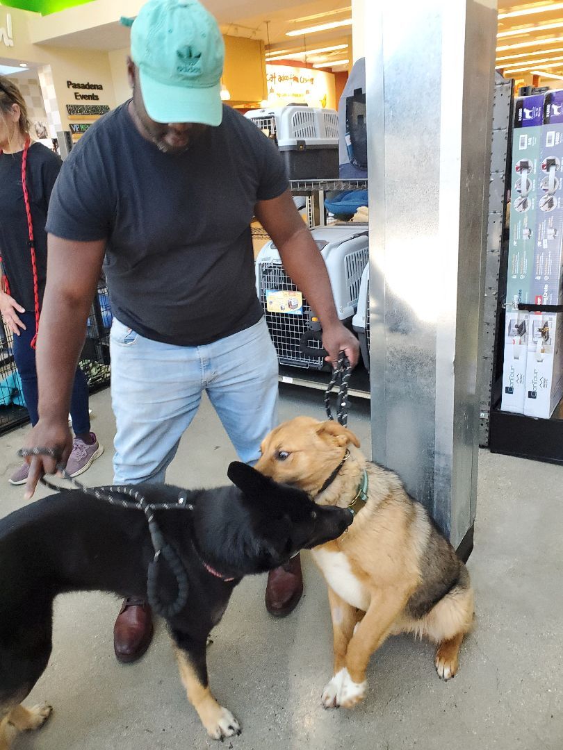 Enlarge My Fair Lady German Shepherd , a Adoptable German Shepherd Dog in Manhattan Beach, CA image 5/6