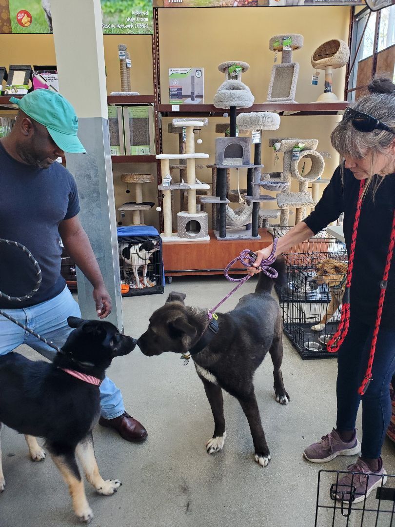 Enlarge My Fair Lady German Shepherd , a Adoptable German Shepherd Dog in Manhattan Beach, CA image 6/6