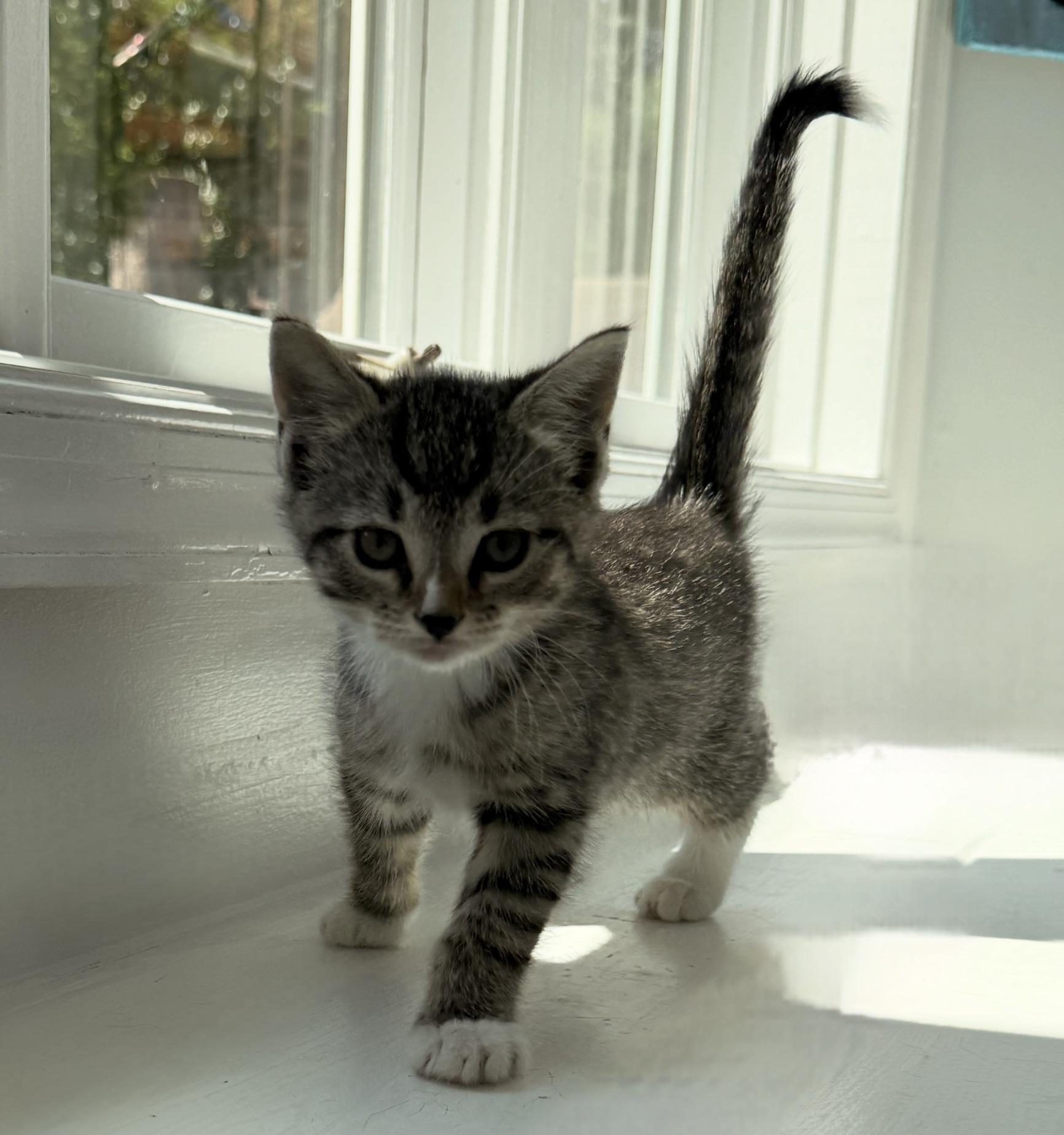 Churro, Adoptable, Young Male Domestic Short Hair.