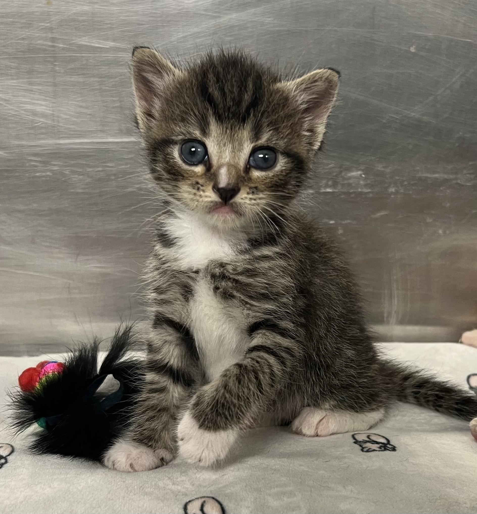 Enlarge Churro, a Adoptable Domestic Short Hair in Gaithersburg, MD image 2/2