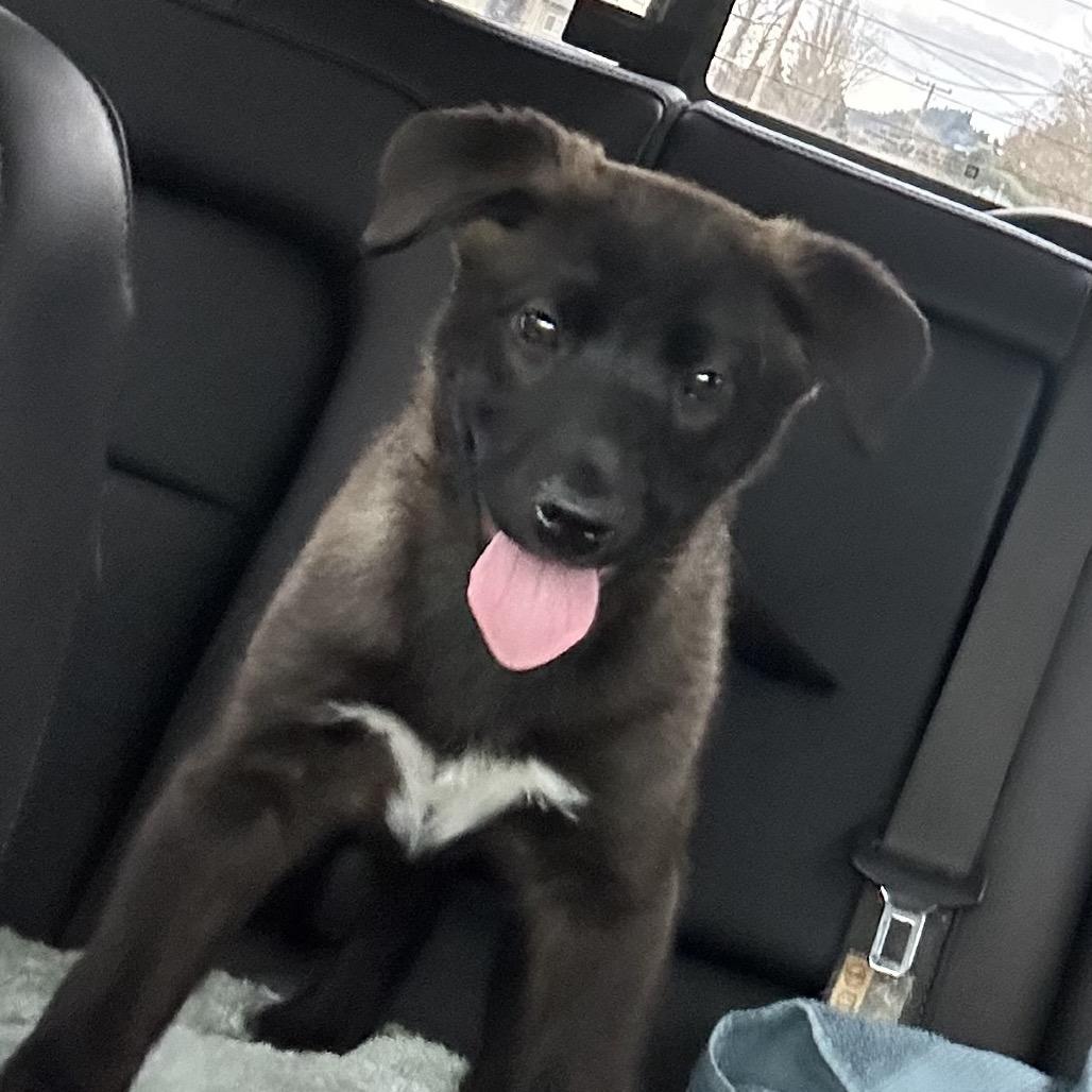 Jolene, Adoptable, Puppy Female Australian Cattle Dog / Blue Heeler.