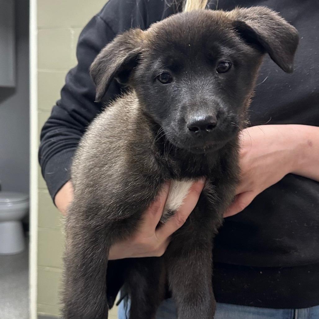 Enlarge Jolene, a Adoptable Australian Cattle Dog / Blue Heeler in Coos Bay, OR image 2/2
