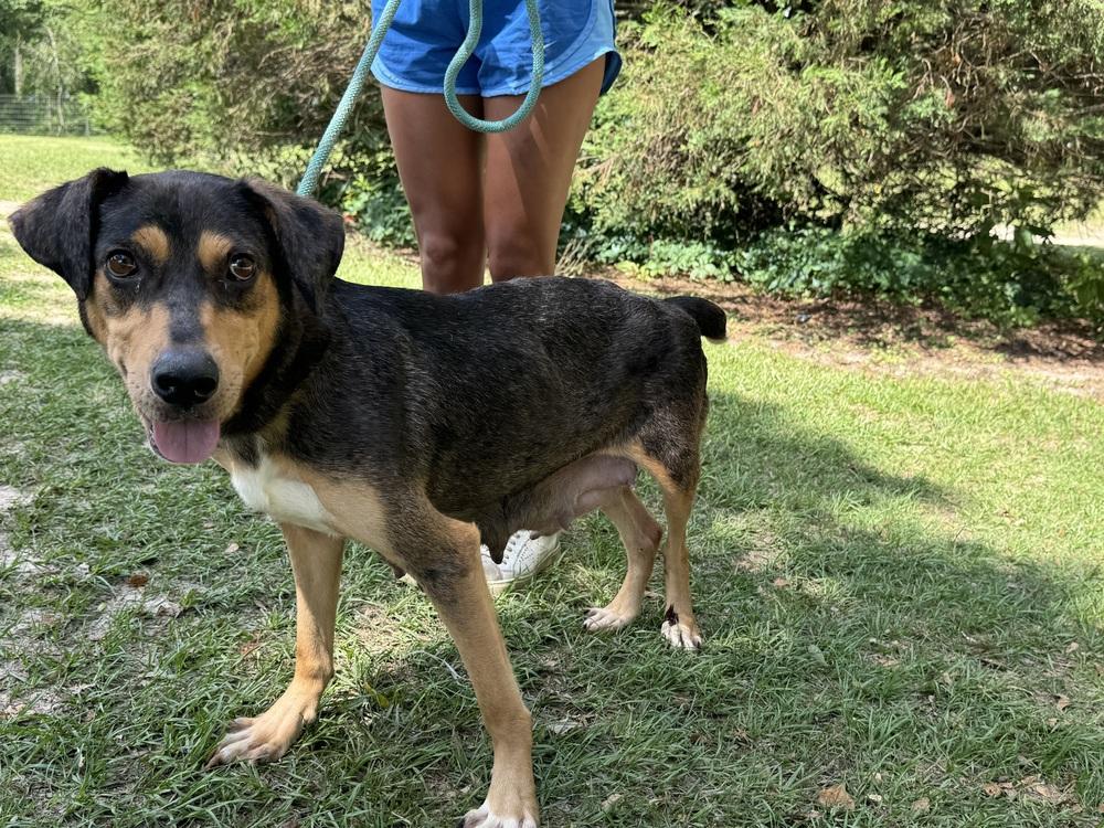 Connie, Adoptable, Adult Female Catahoula Leopard Dog.
