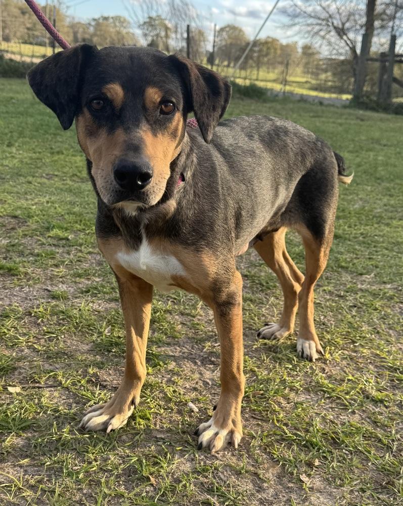 Enlarge Connie, a Adoptable Catahoula Leopard Dog in Troy, AL image 1/1