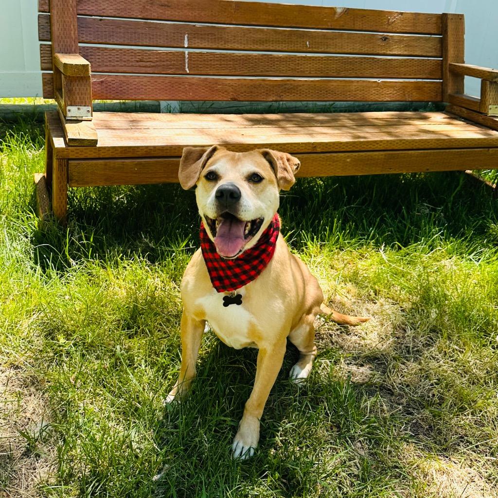 Nugget, Adoptable, Adult Female American Staffordshire Terrier.