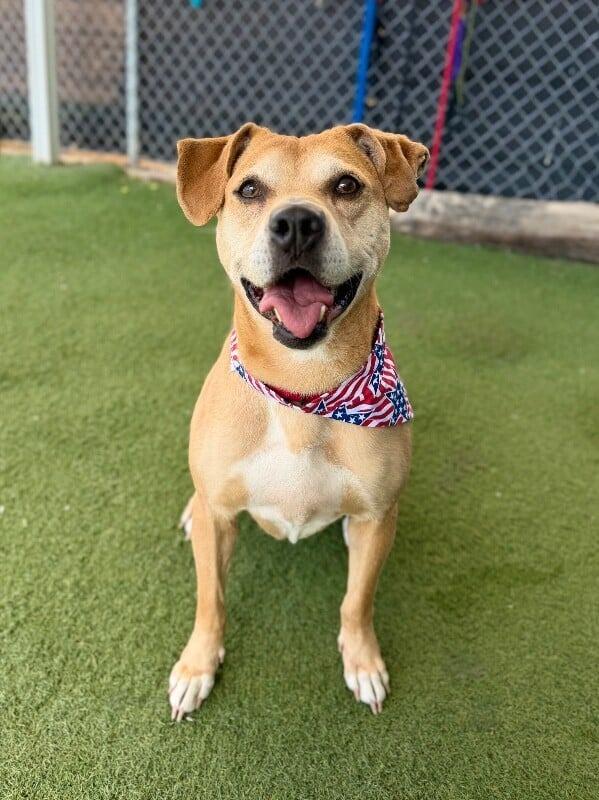 Enlarge Nugget, a Adoptable American Staffordshire Terrier in Logan, UT image 2/2